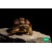 Tortuga de espolones - Geochelone sulcata (Pequeñas)